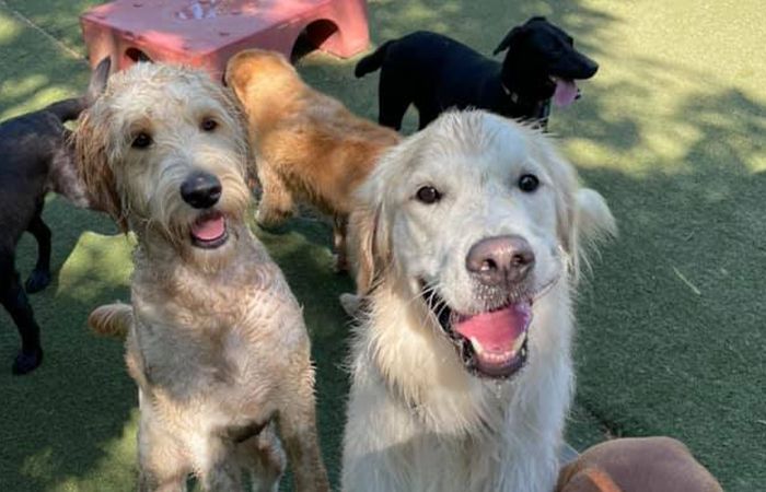 group of dogs having fun at bark hotel