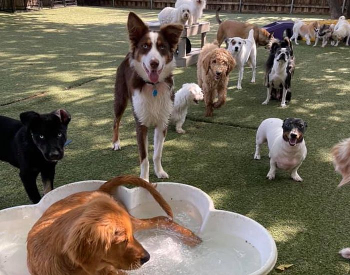 dogs enjoying his stay at bark hotel daycare